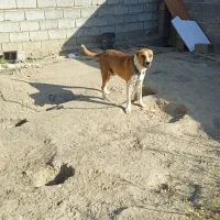 سگ افقانی ۲ساله معاوضه با سگ|سگ|مشهد, چهاربرج|دیوار