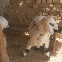 بره ماده سه قلو زا داشتی و گوشتی|حیوانات مزرعه|هیرمند, |دیوار