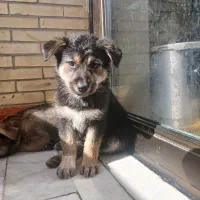 فروش سگ ژرمن