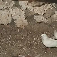 کفتر..گمشده