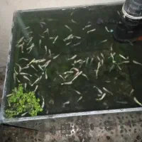 گپی فروشی دونه ای ۵۰هزار