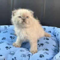 گربه نژاد اسکاتیش و بریتیش اصیل|گربه|اهواز, کیانپارس |دیوار