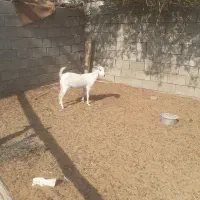 بزجوان|حیوانات مزرعه|قلعه قاضی, |دیوار