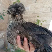مرغ سلطان