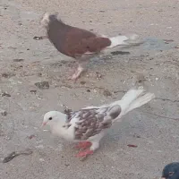 جفت تهرانی.