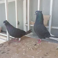 کبوتر دم سفید