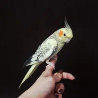 طوطی عروس|پرنده|رشت, کوی مهر|دیوار