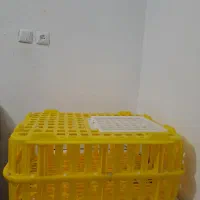 مرغ گلین لری اصیل وتعدادی قفس