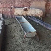 سه عدت میش داشتی دوتا شک یک میش سه شکم