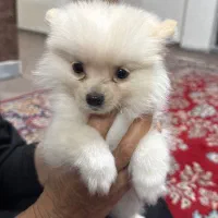 سگ نر پامرانین|سگ|نورآباد ممسنی, |دیوار