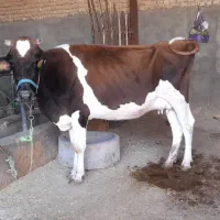 گاو گوساله شیری