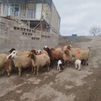 گوسفند میش آبستن