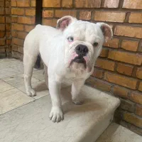 سگ نر انگلیش بولداگ