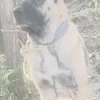 فروش.سگ.سرابی.بستان.اباد