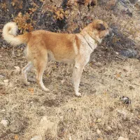 سگ نگهبان|سگ|گهواره, |دیوار