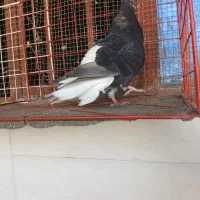 کبوتر