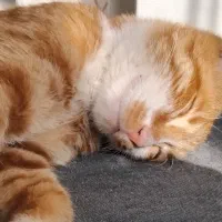 واگذاری رایگان