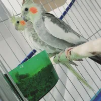 عروس هلندی مولد معاوضه با قناری|پرنده|اهواز, کوی ملی راه|دیوار