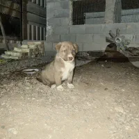 توله سرابی / پژدر