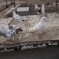 کبوتر|پرنده|محمدیه-قزوین, |دیوار