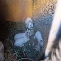 خرگوش سفید معاوضه با قناری|موش و خرگوش|فیروزآباد (فارس), |دیوار