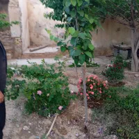 فروش زمین مسکونی