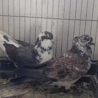 کفتر پرشی ساعت بالا
