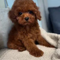 پودل|سگ|تهران, پاسداران|دیوار