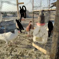ساده سرخ چادری خال سیاه