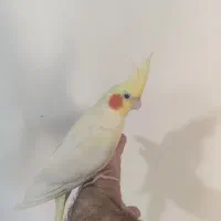 عروس هلندی|پرنده|مهاباد (آذربایجان غربی), |دیوار