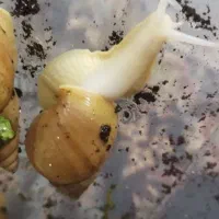 حلزون اچاتینا|آرایشی، بهداشتی، درمانی|تهران, جوادیه|دیوار