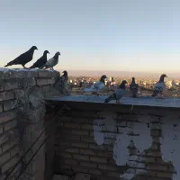 کبوتربوم|پرنده|مشهد, صیاد شیرازی|دیوار