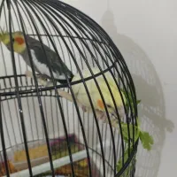 جفت عروس هلندی سخنگو