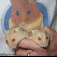 همستر ناز خوشرنگ|موش و خرگوش|محمدشهر, همایون ویلا|دیوار