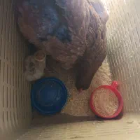 مرغ و جوجه بوقلمون|حیوانات مزرعه|کرمان, |دیوار