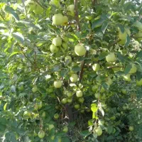 چیدن سیب