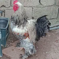 خروس امپراتور/برهما