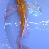 ماهی باترفلای کوی فول چرم|ماهی|قم, انصار‌الحسین|دیوار