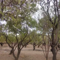 فروش ویژه یک سهم از دانگ ۳طرح طوبی بن