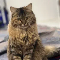 واگذاری گربه ماده