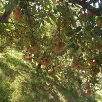 سیب درجه یک
