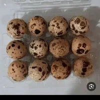 تخم بلدرچین