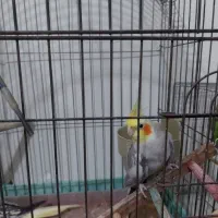 یو جفت عروسی هلندی مولد وسالم|پرنده|تهران, پاسداران|دیوار