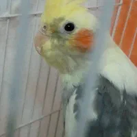 عروس هلندی نر