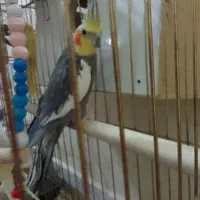 طوطی|پرنده|جلفا, |دیوار