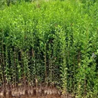 شمشاد ترون همیشه سبز