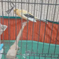 قناری مست|پرنده|ایذه, |دیوار