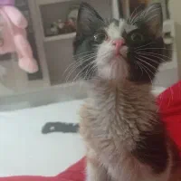 بچه گربه دی اس اچ