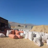یک تریلی  کاه گندم فردا میرسه قیمت مناسب