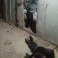 دزدیده شده|حیوانات|شاهین‌شهر, گرگاب|دیوار